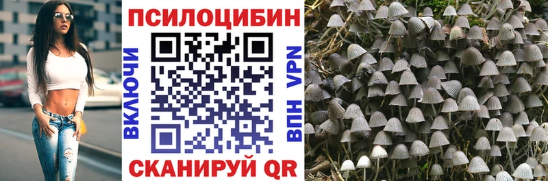 Купить  Елизово  Галлюциногенные грибы Psilocybe 